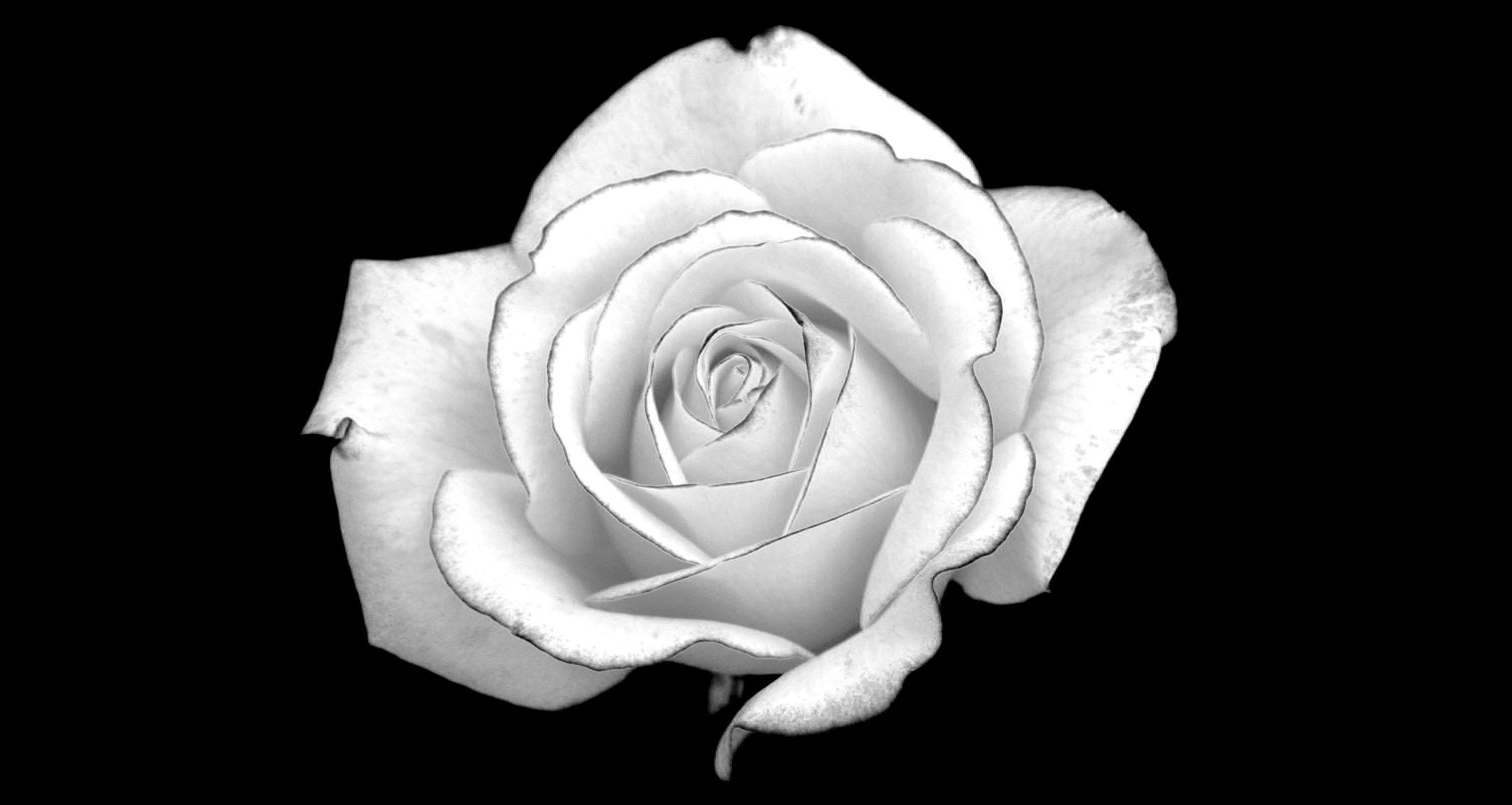 🔥 [77+] Black And White Roses Wallpapers | WallpaperSafari