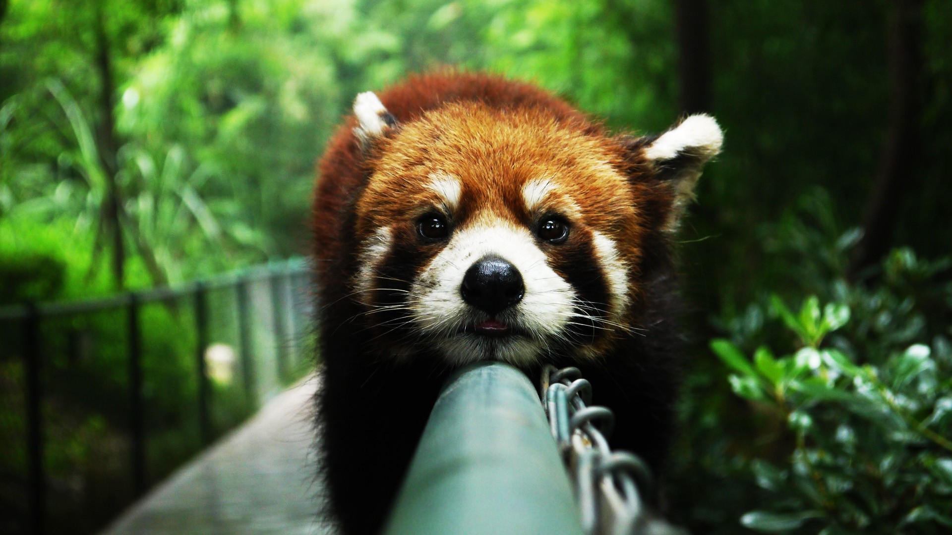 Cute Red Panda Wallpaper Jpg