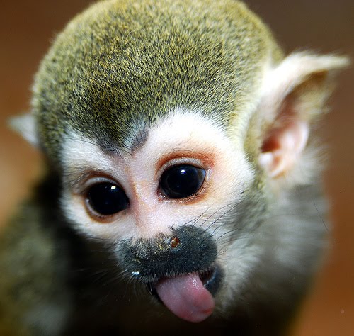  of Monkeys Spider Monkey Baby Capuchin Monkey Squirrel Monkey