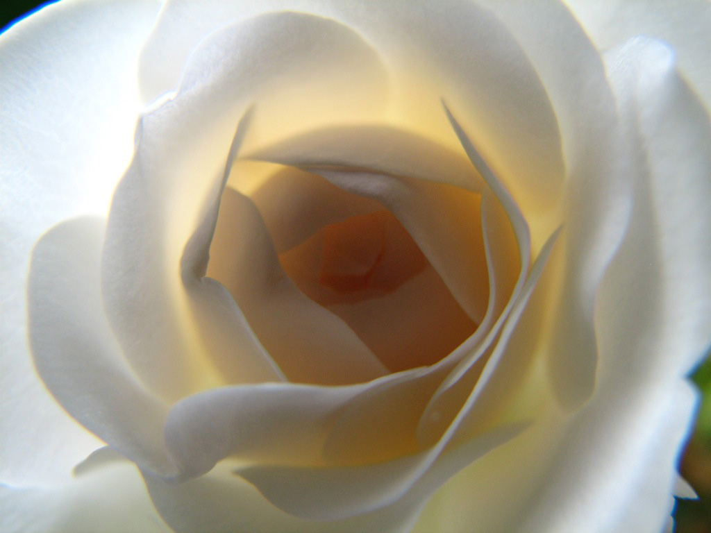 Wallpaper Desktop Roses HD In Flowers Imageci