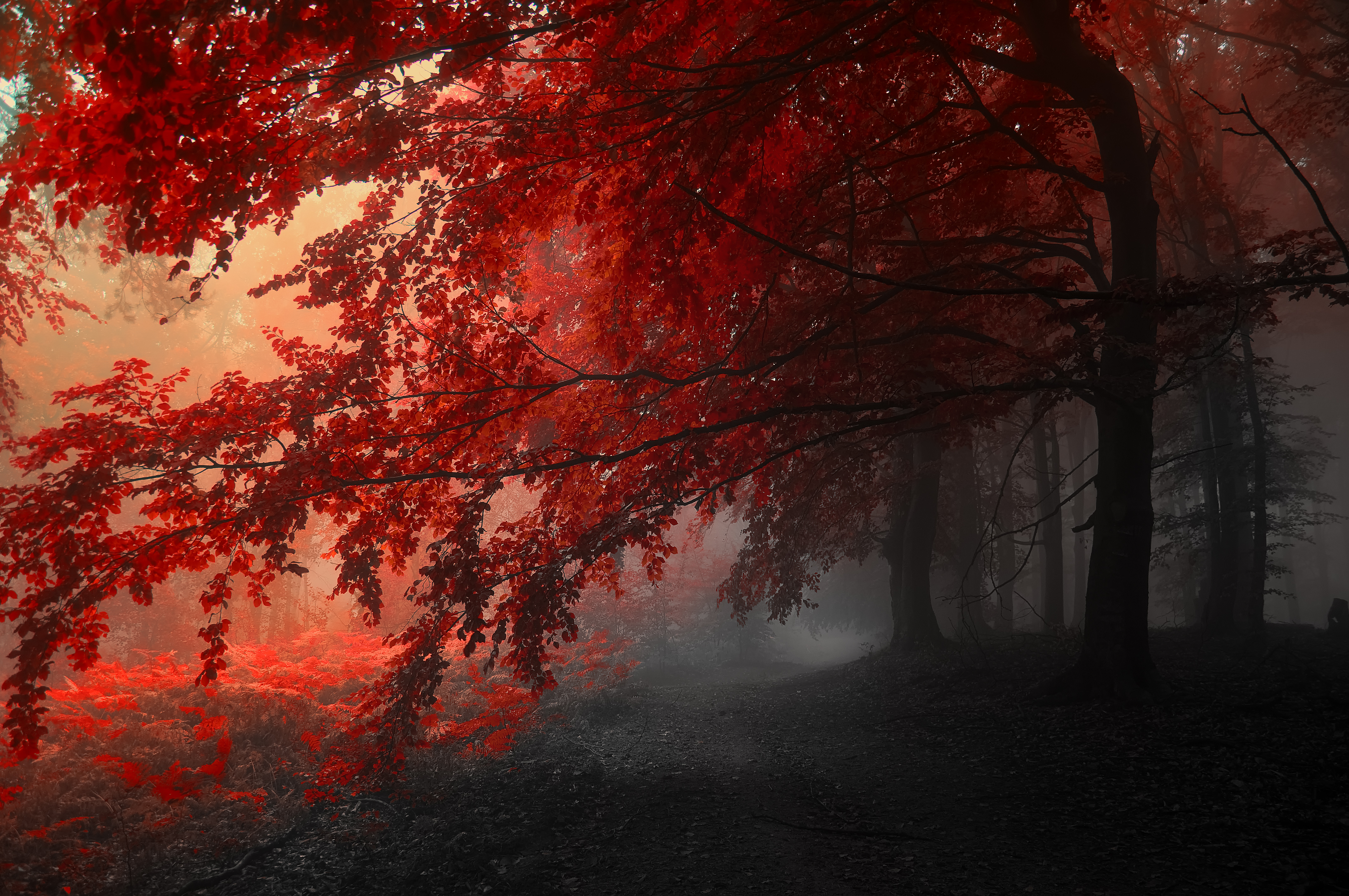 4k Wallpaper Nature Trees Autumn Red Gray