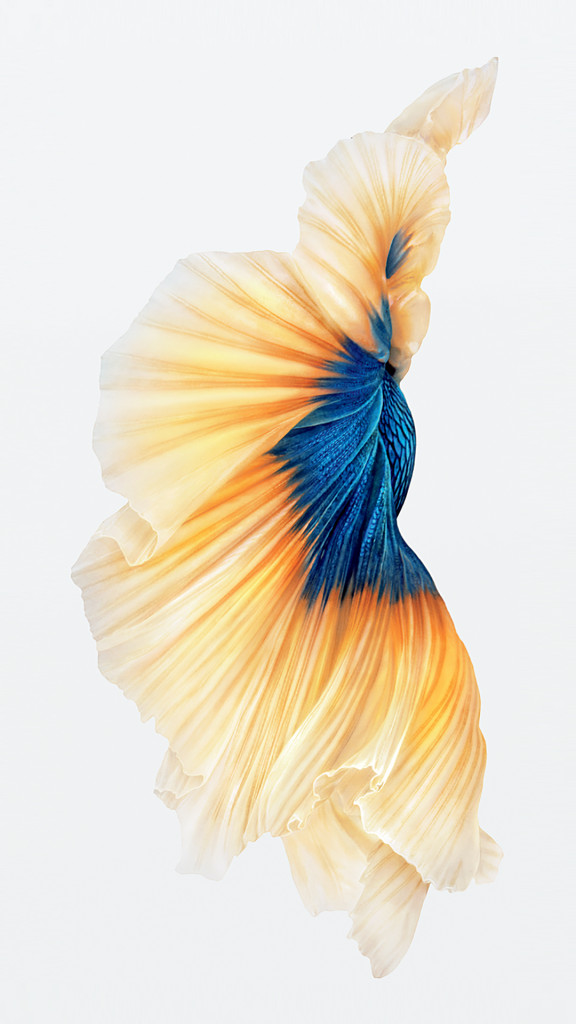 iPhone 6s Fish Gold Wallpaper