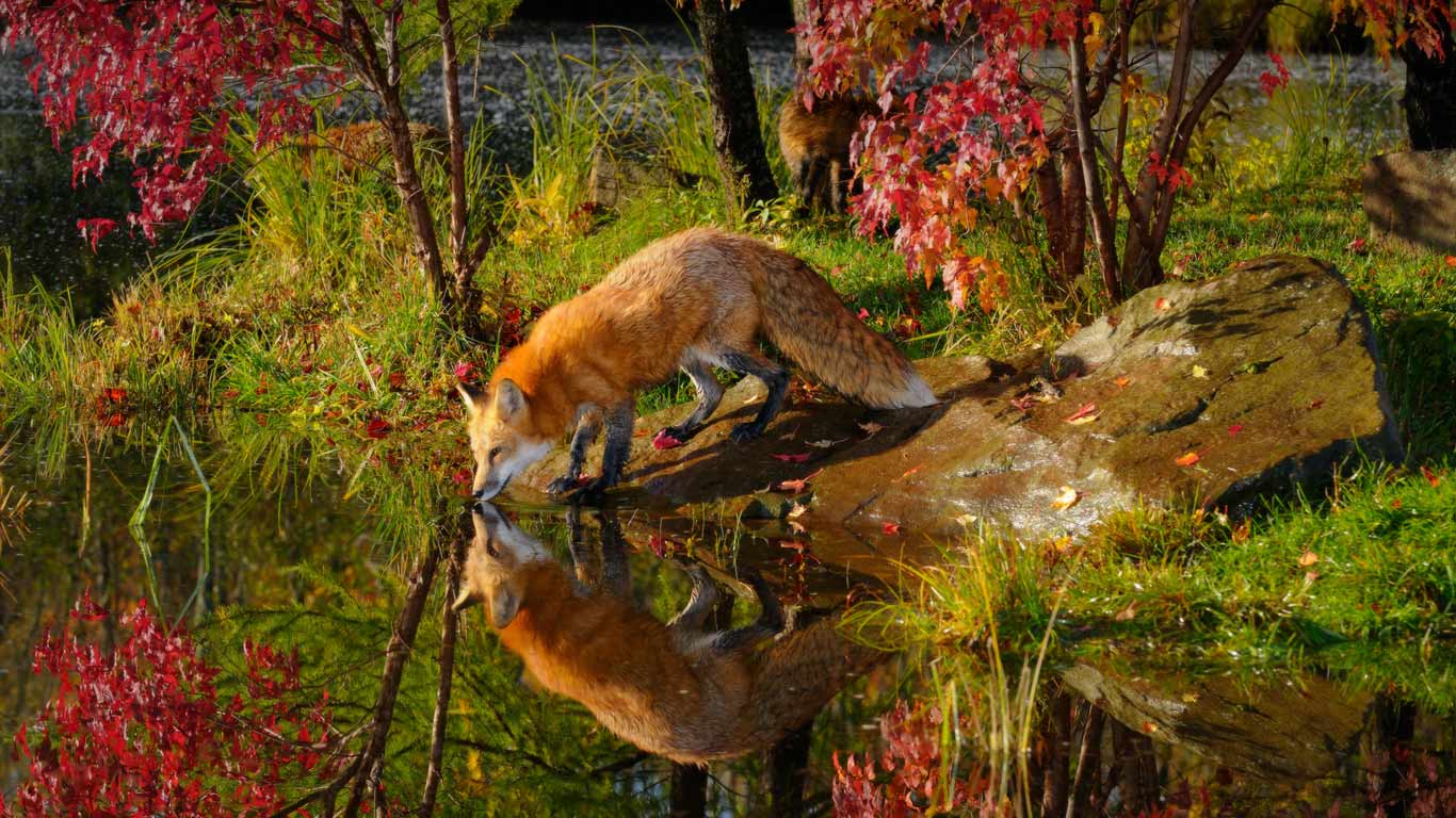 Drinking Red Fox