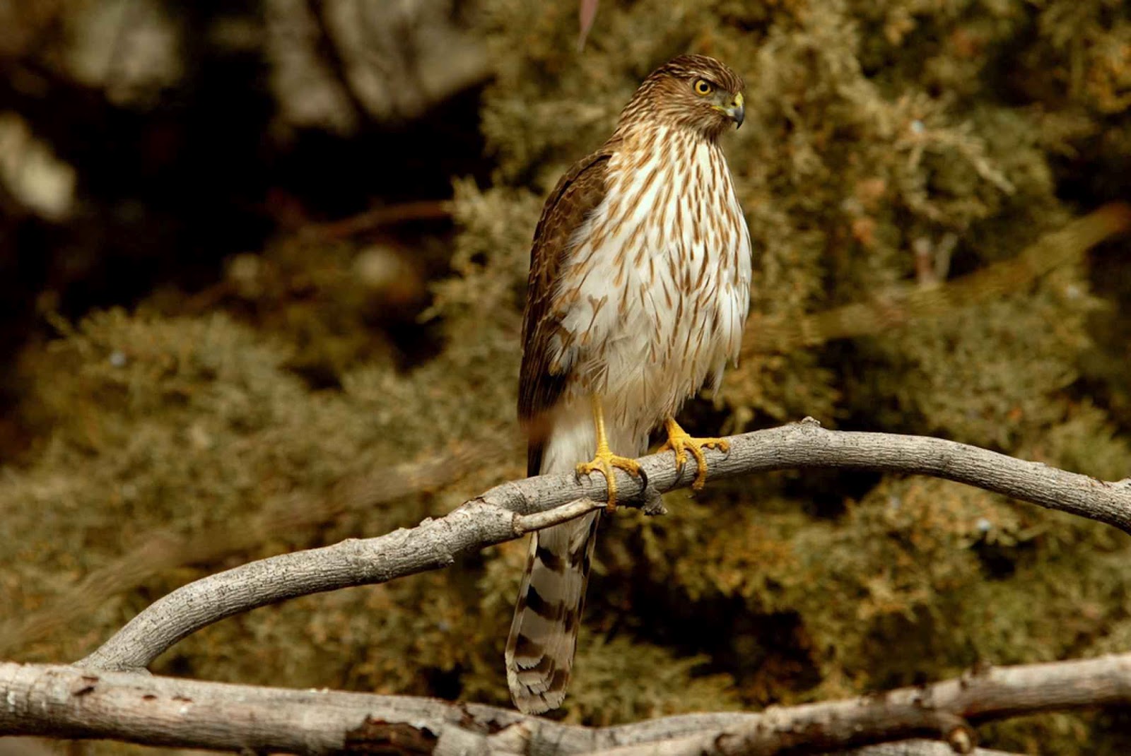 All Wallpapers Coopers Hawk Hd Wallpapers 1600x1070