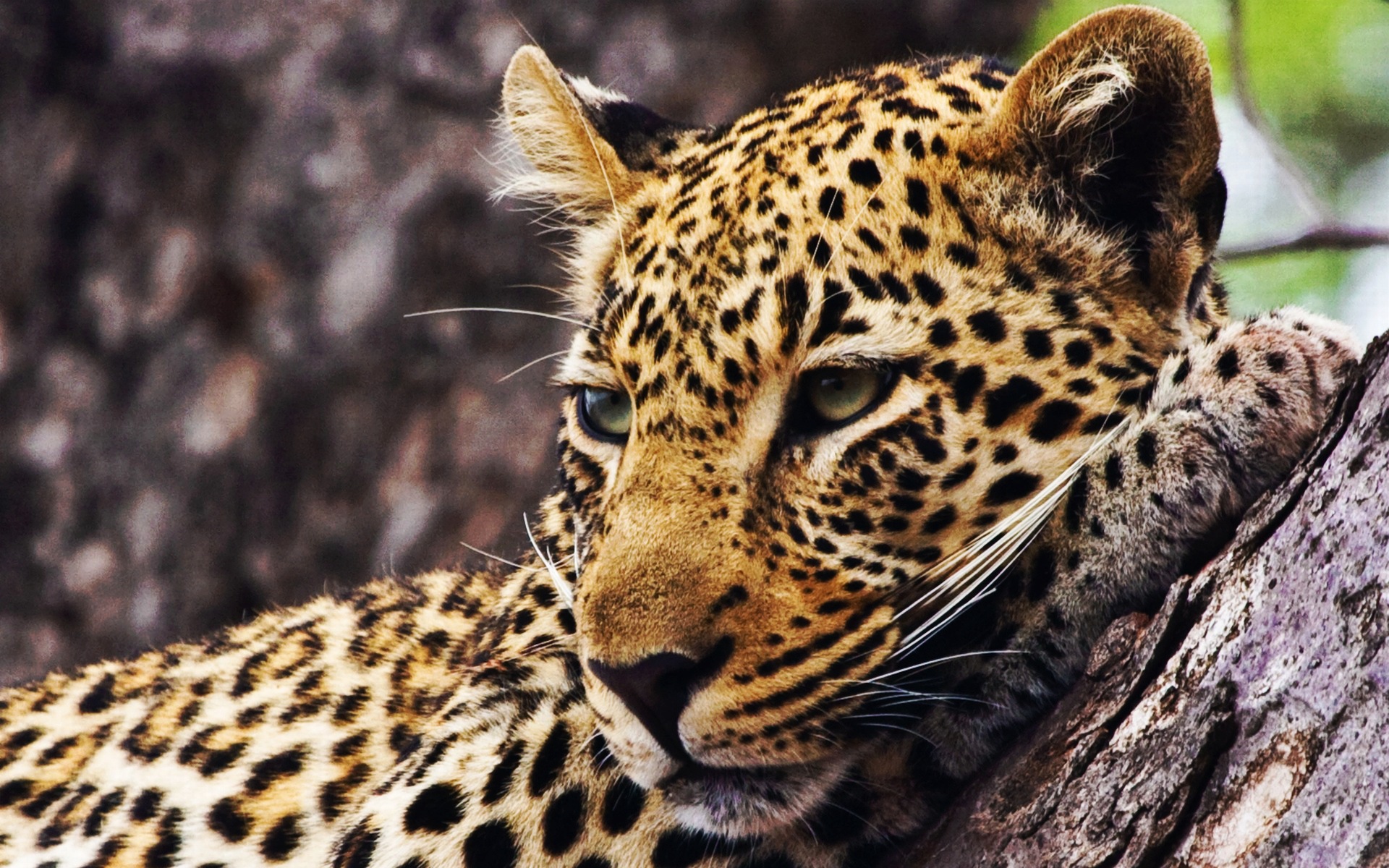 Wallpaper Cheetah Animal Image