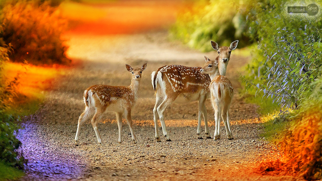 Deer Wallpaper Mule
