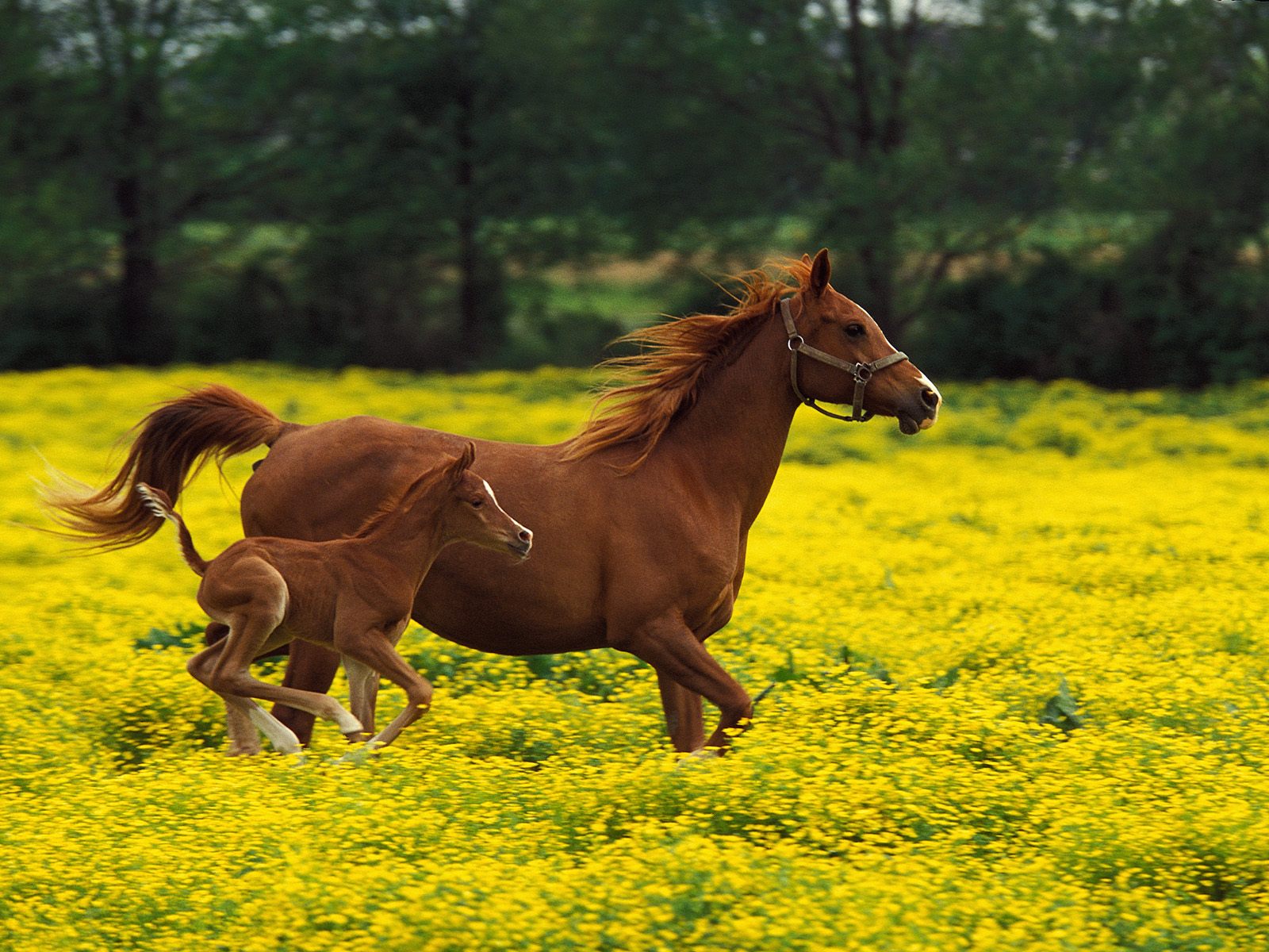 Brown Horse With A Young And Yellow Flowers Desktop Wallpaper