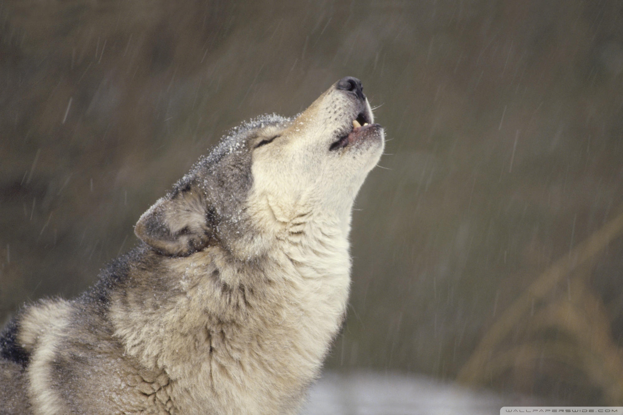 Howling Timber Wolf Temperate North America Ultra HD Desktop