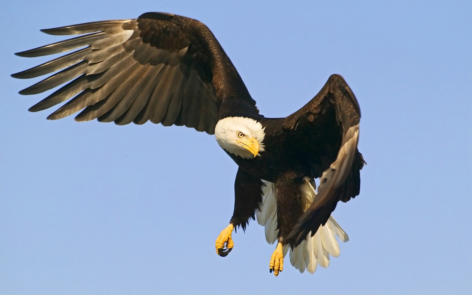 Eagle Hawk Wallpapers Animal Literature