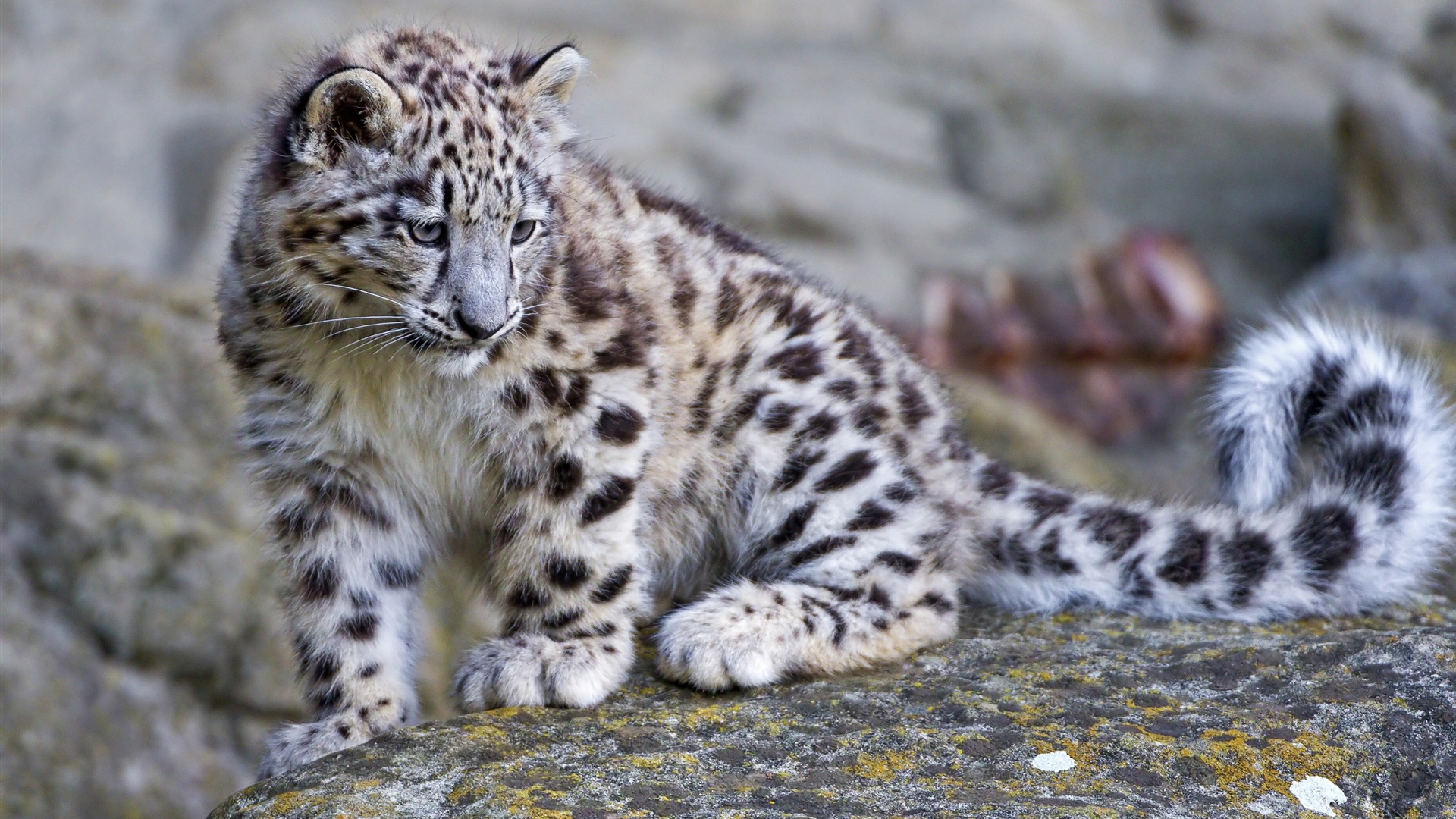 Cute Snow Leopard Baby Wallpaper Desktop