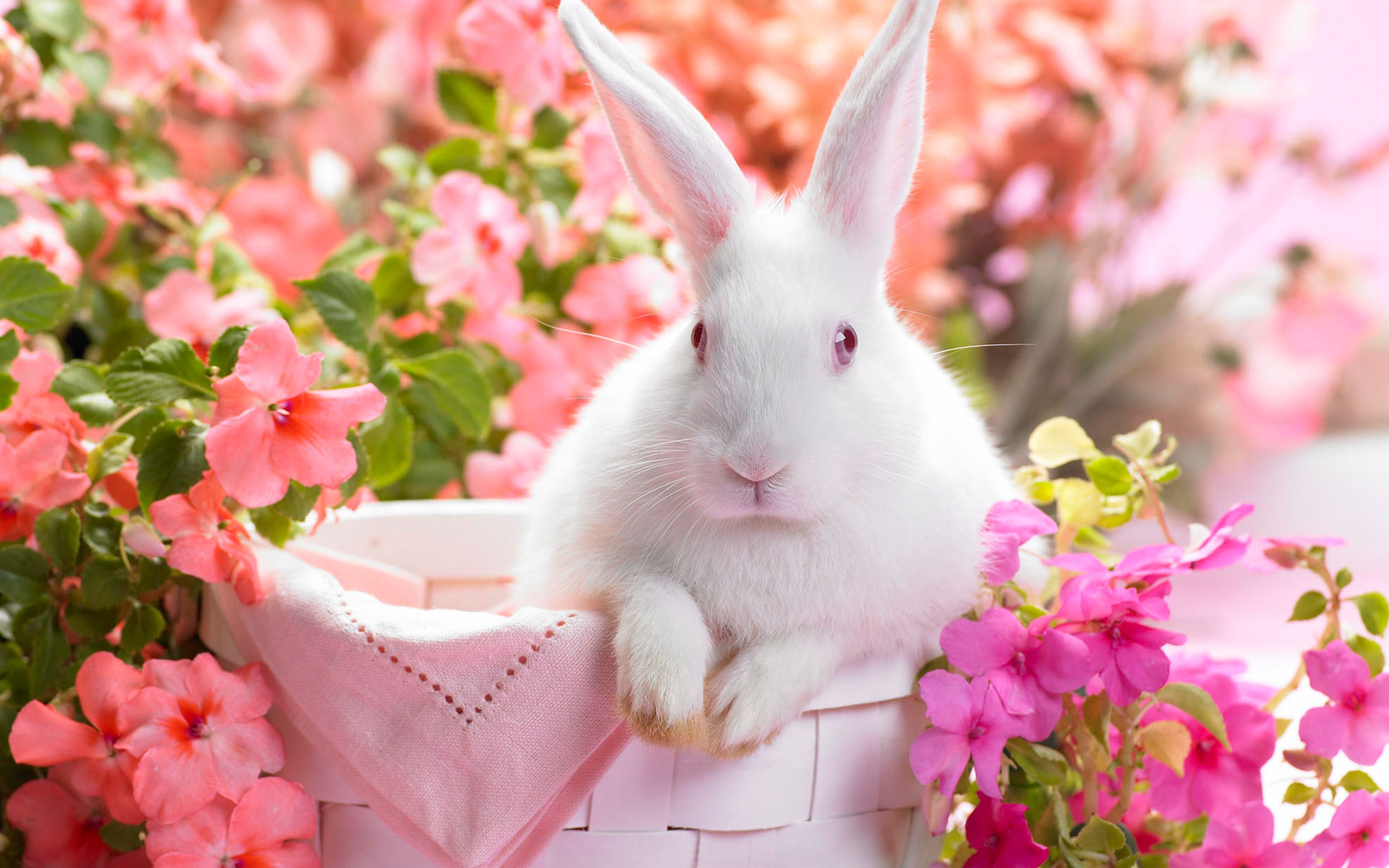 Springtime Hare Wallpaper HD
