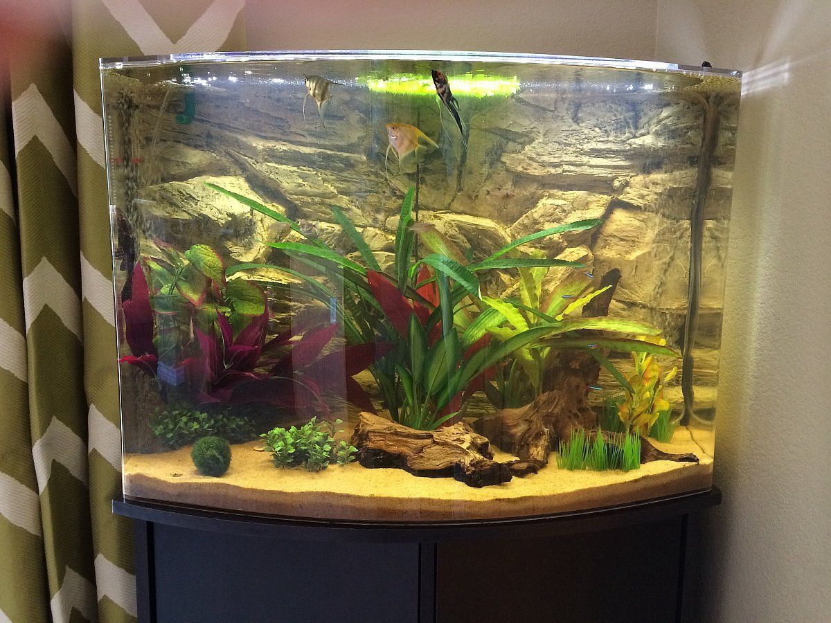 3d Rock Background Inside A Nice Corner Tank With Image