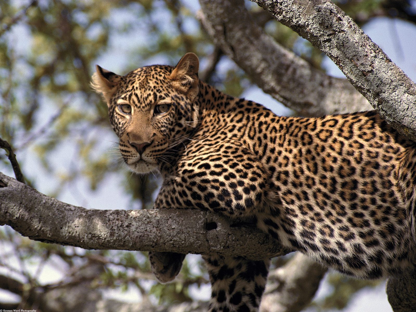 African Leopard Tanzania Africa Wallpaper For
