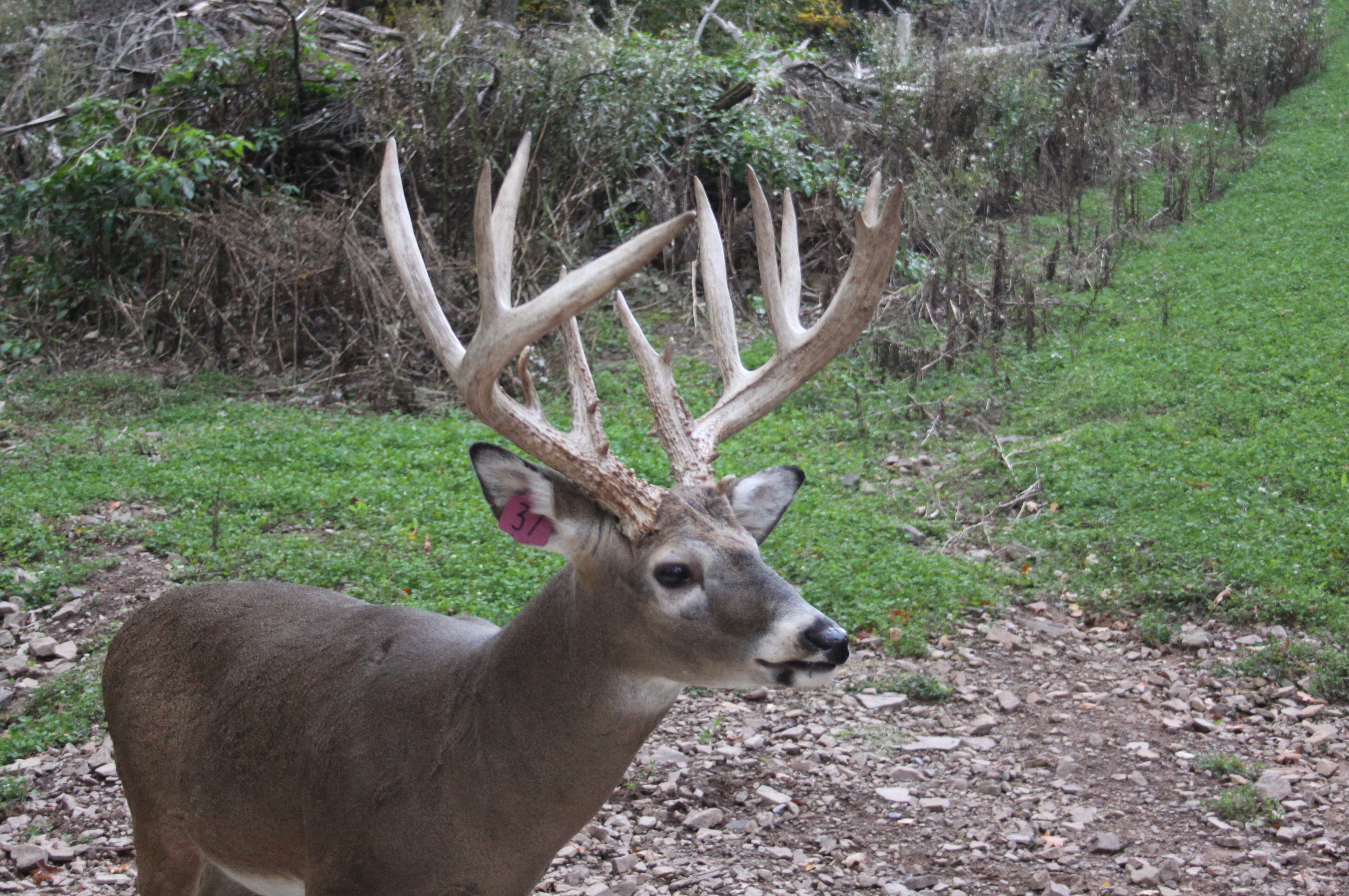 Monster Whitetail Bucks Deer Hunting Trips