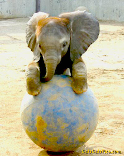 Cute Baby Elephant Daily Cuteness