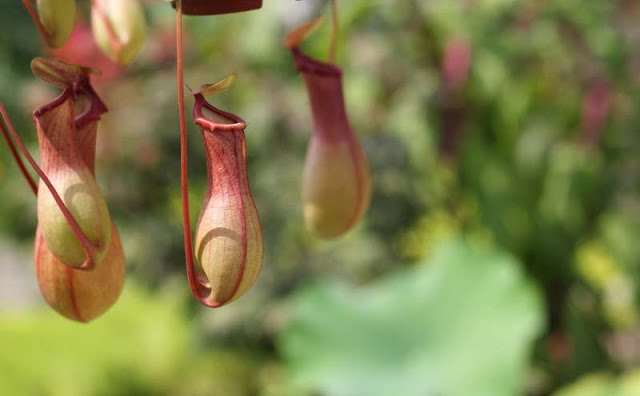 Pitcher Plant Flowers Pictures Wallpaper Red Roses