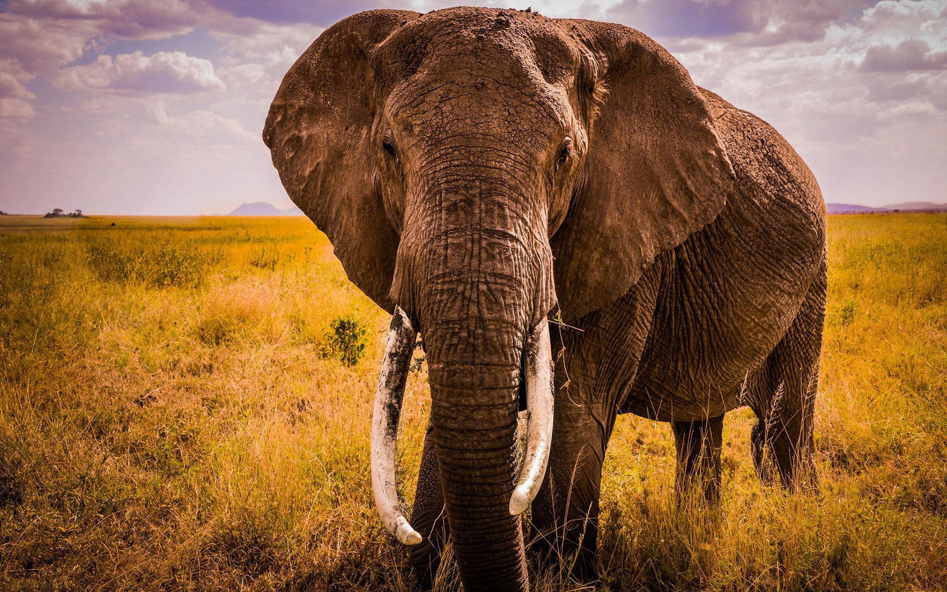 African Elephant Wallpaper