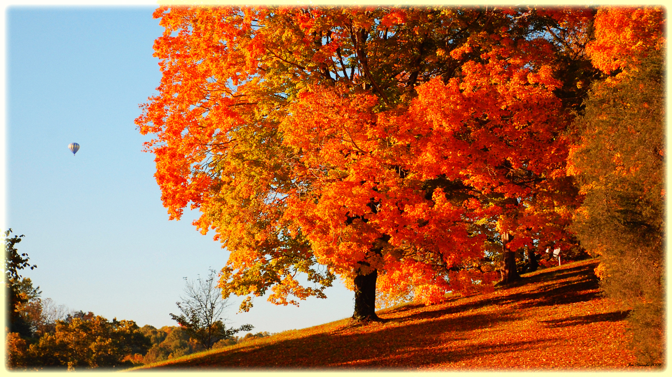 Fall Trees Wallpaper Desktop Wallpapersafari