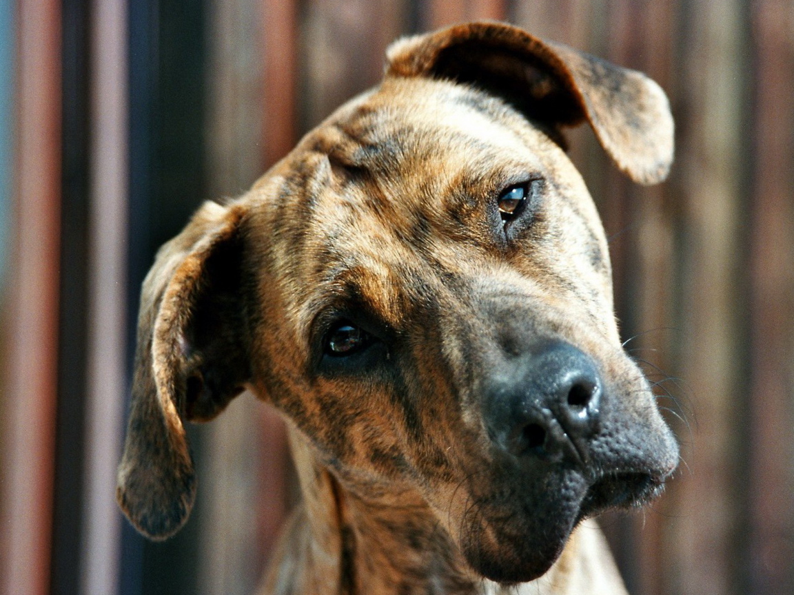 Pit Bull Terrier Desktop Wallpaper