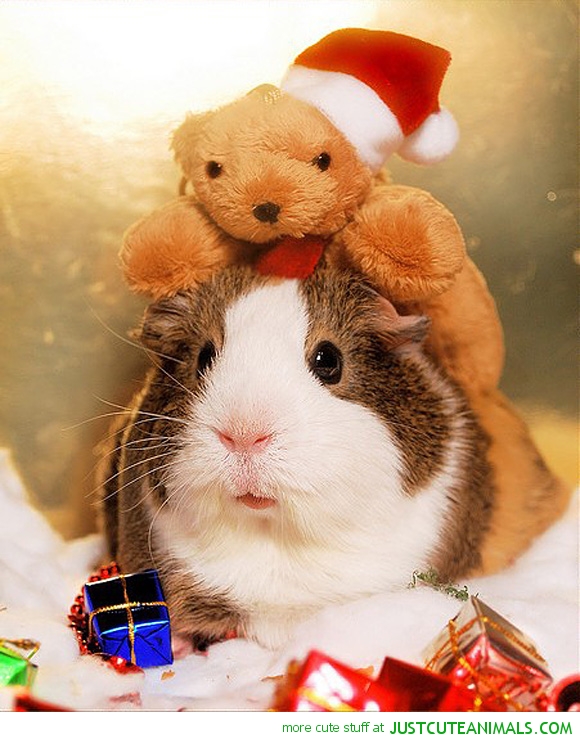 Christmas Xmas Guinea Pig Presents Santa Hat Cute Animals Wild