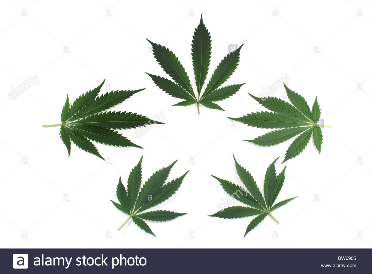 Marijuana Cannabis Leaves Arranged For Background Or Logo