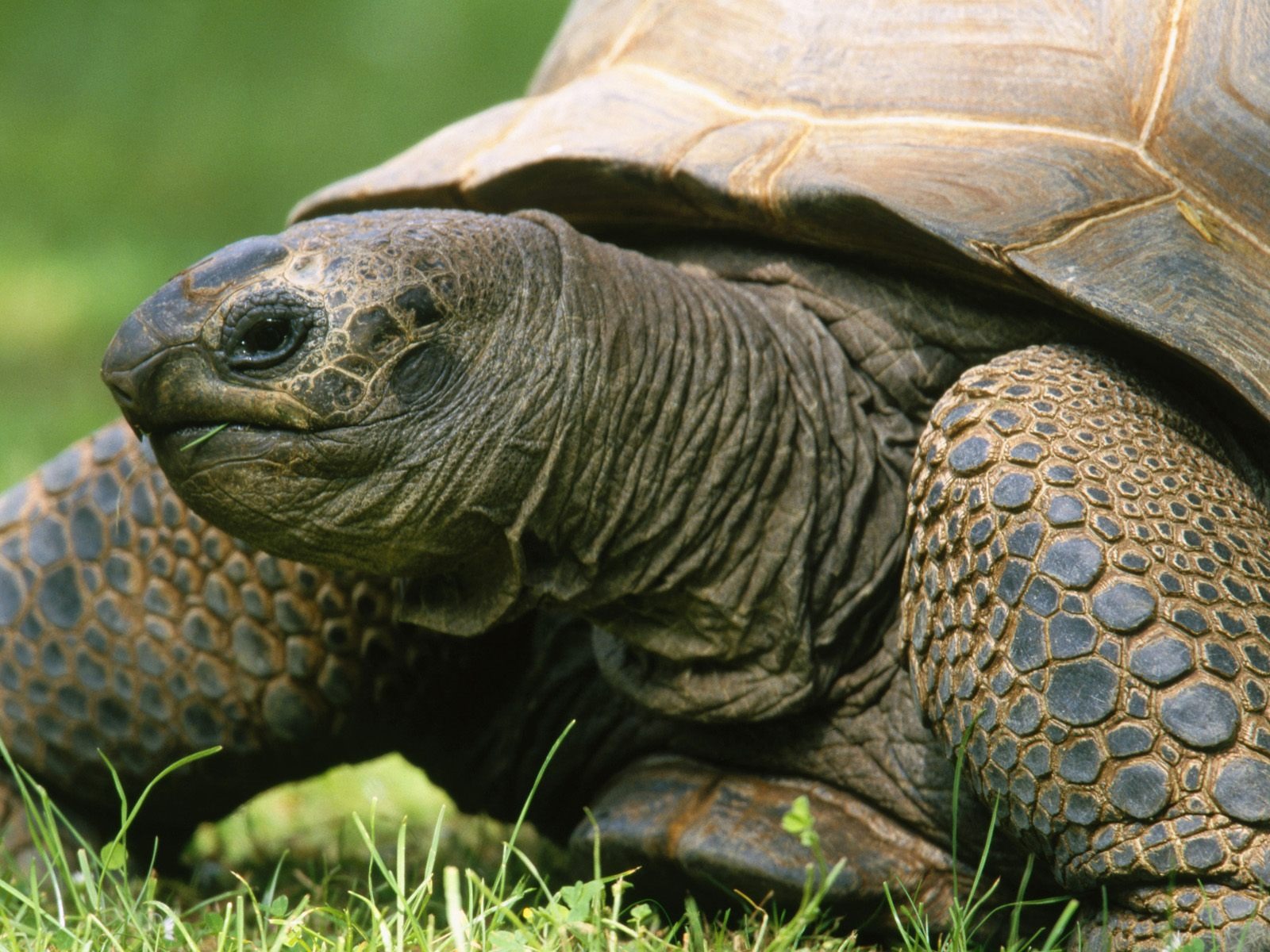 Aldabran Tortoise Wallpaper Turtles Animals In Jpg