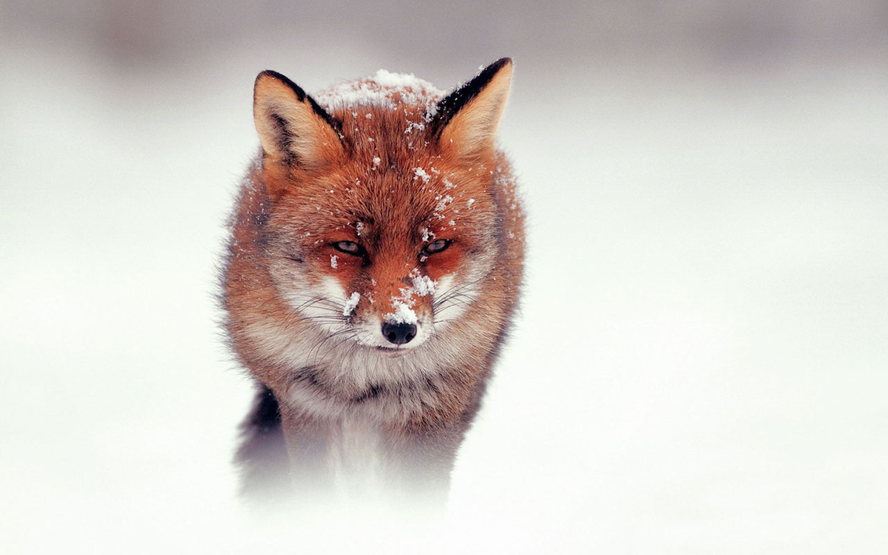 Animal Wallpaper Snow Fox HD Photography The