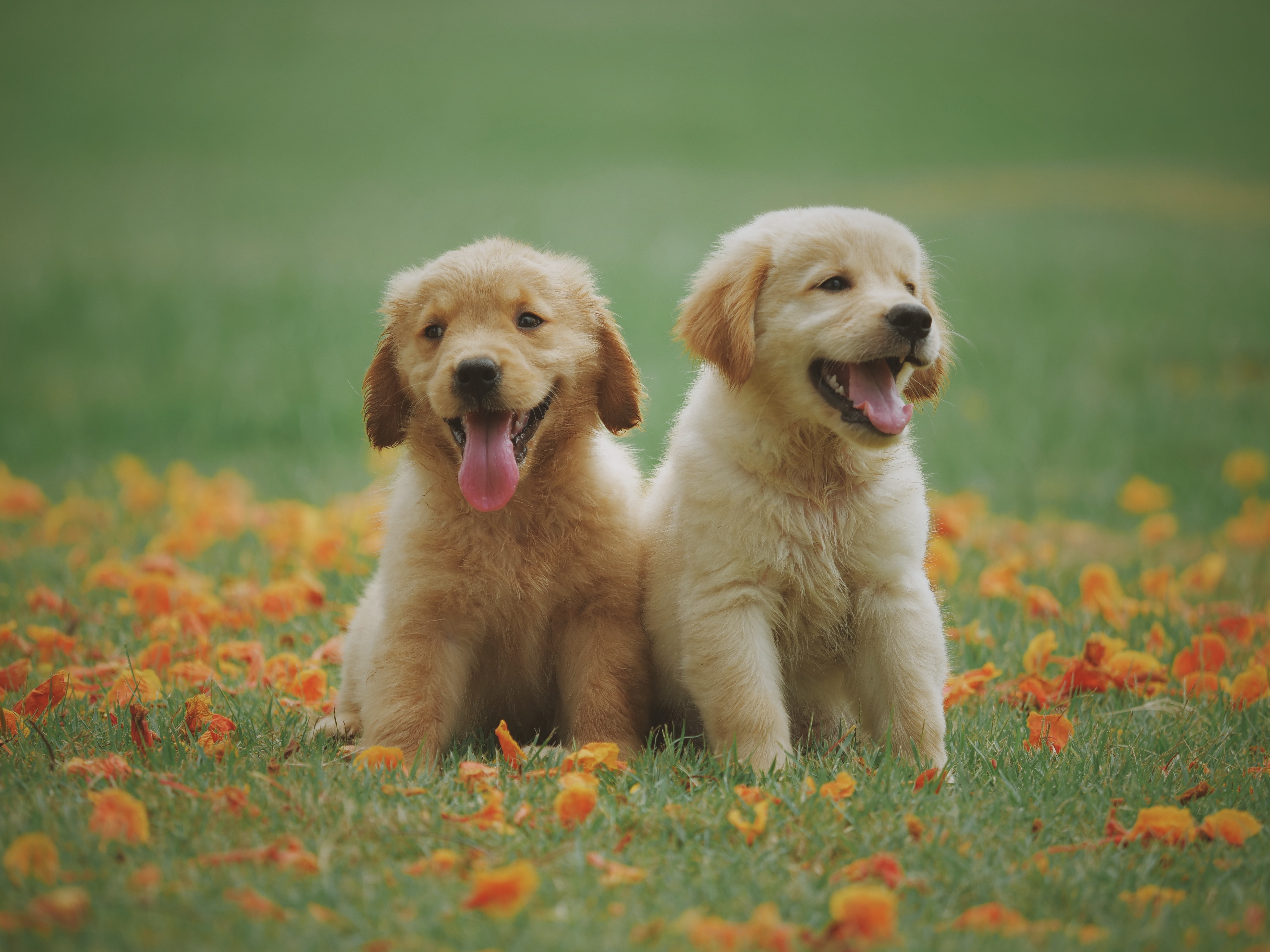 Two adorable golden retriever puppies sitting on a grassy field covered with orange petals