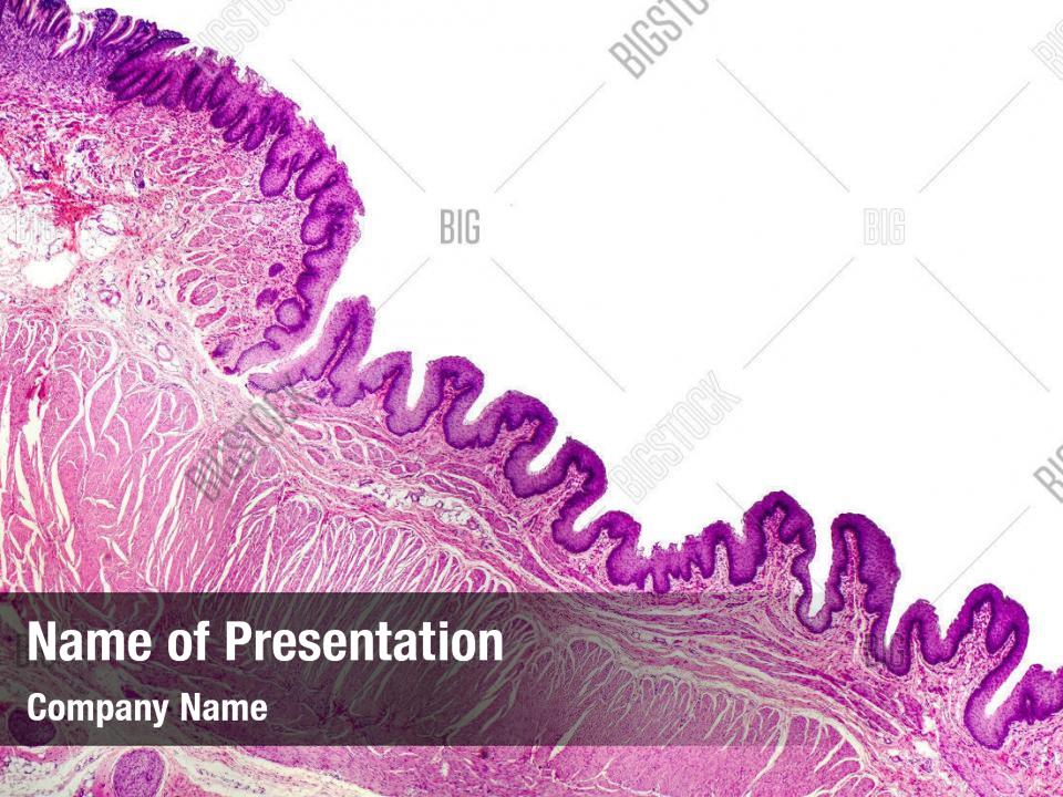 Histology Of Human Stomach Powerpoint Template