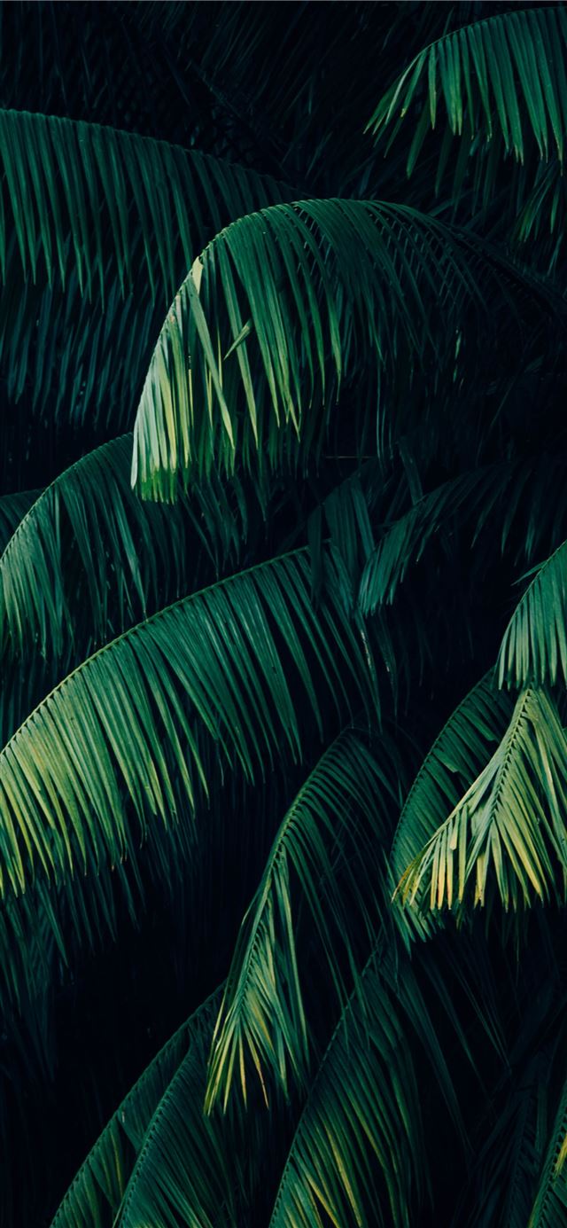 Palm Trees iPhone Wallpaper
