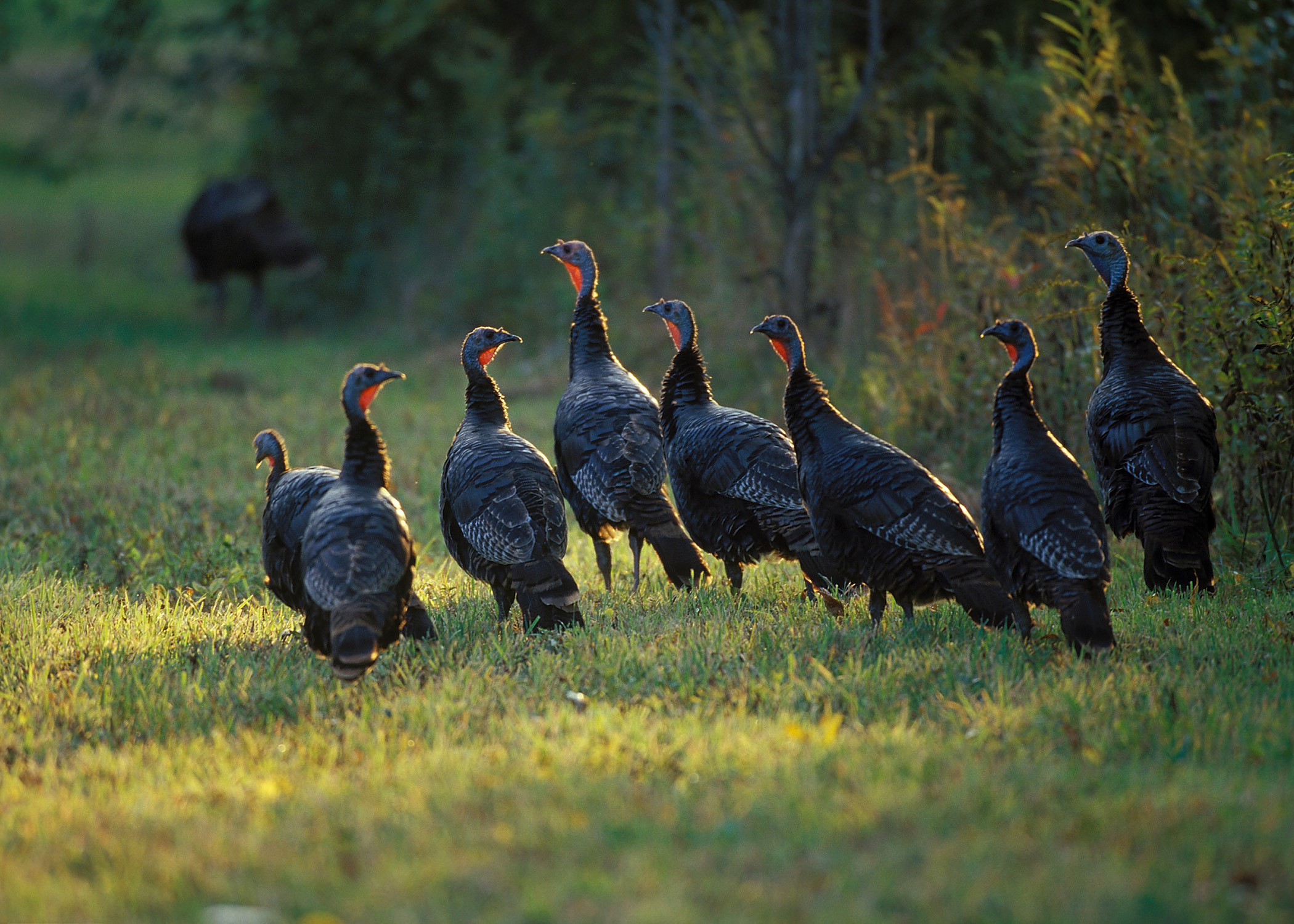 The National Wild Turkey Federation Was Founded In With Its