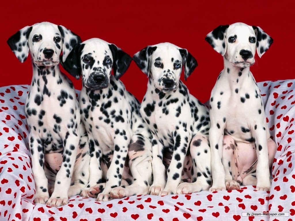 Dalmation Wallpaper Dogs
