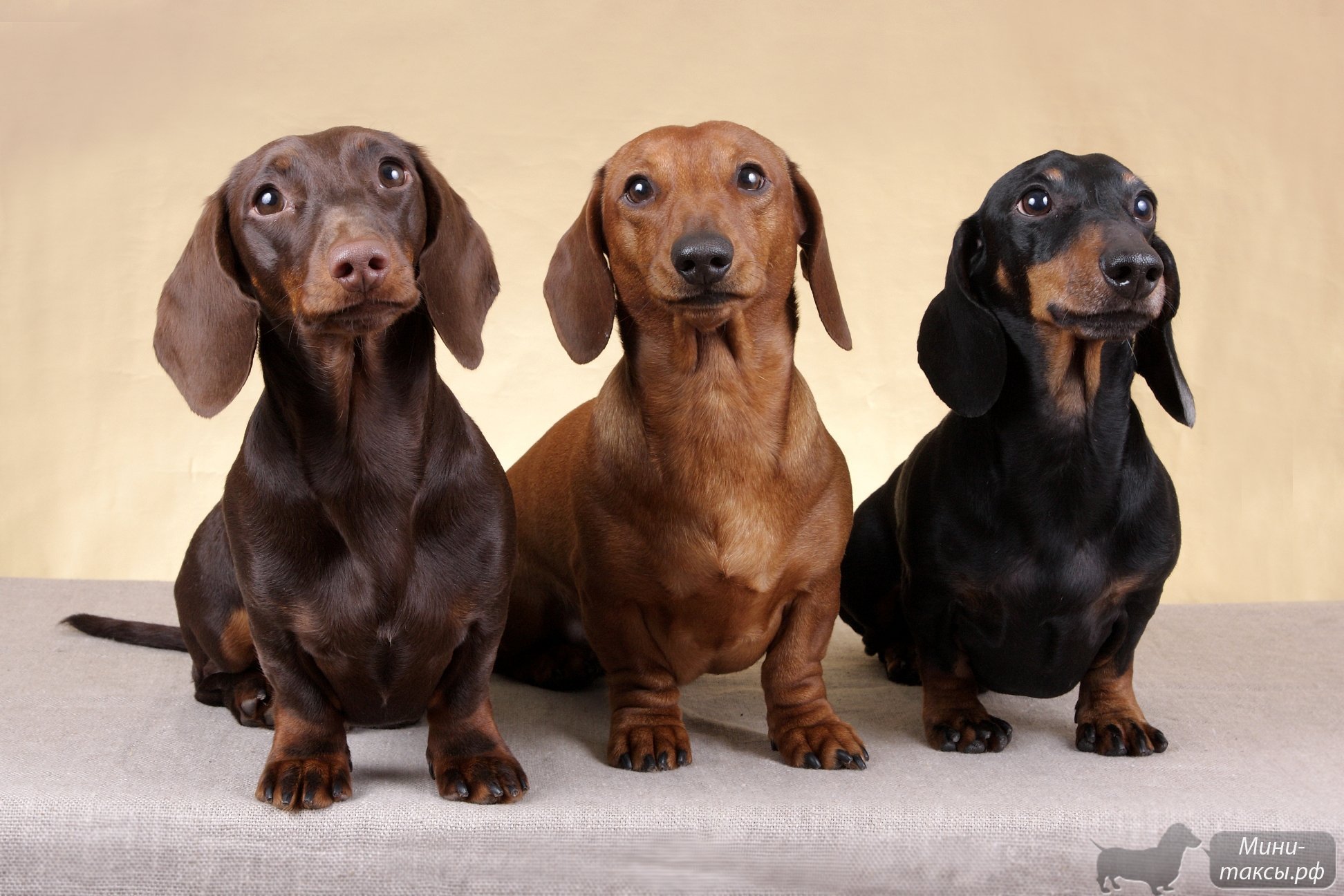 Three Dachshund Looking Up Wallpaper And Image