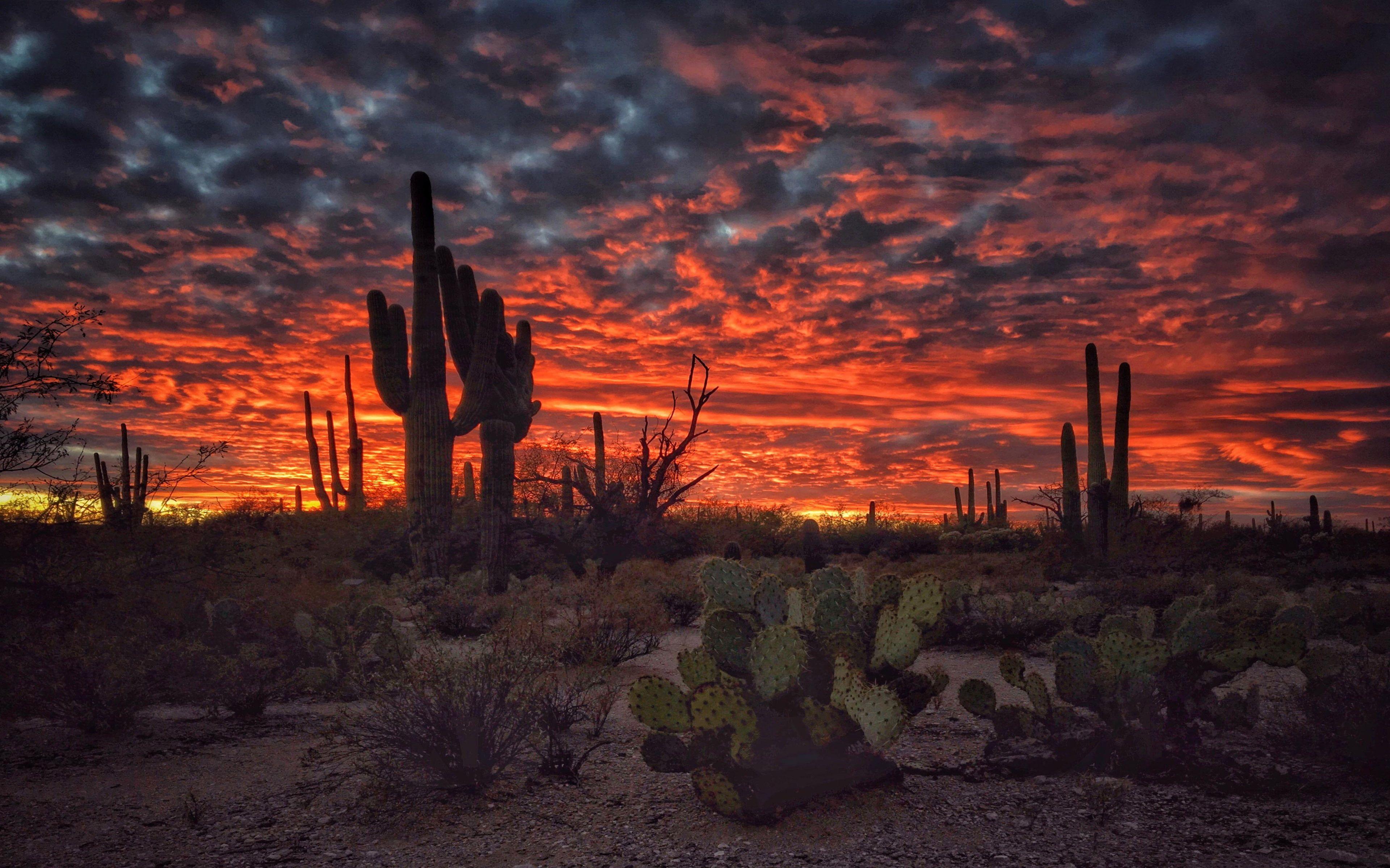 Tucson Arizona Sunset Flaming Sky Desert Landscape With Cactus