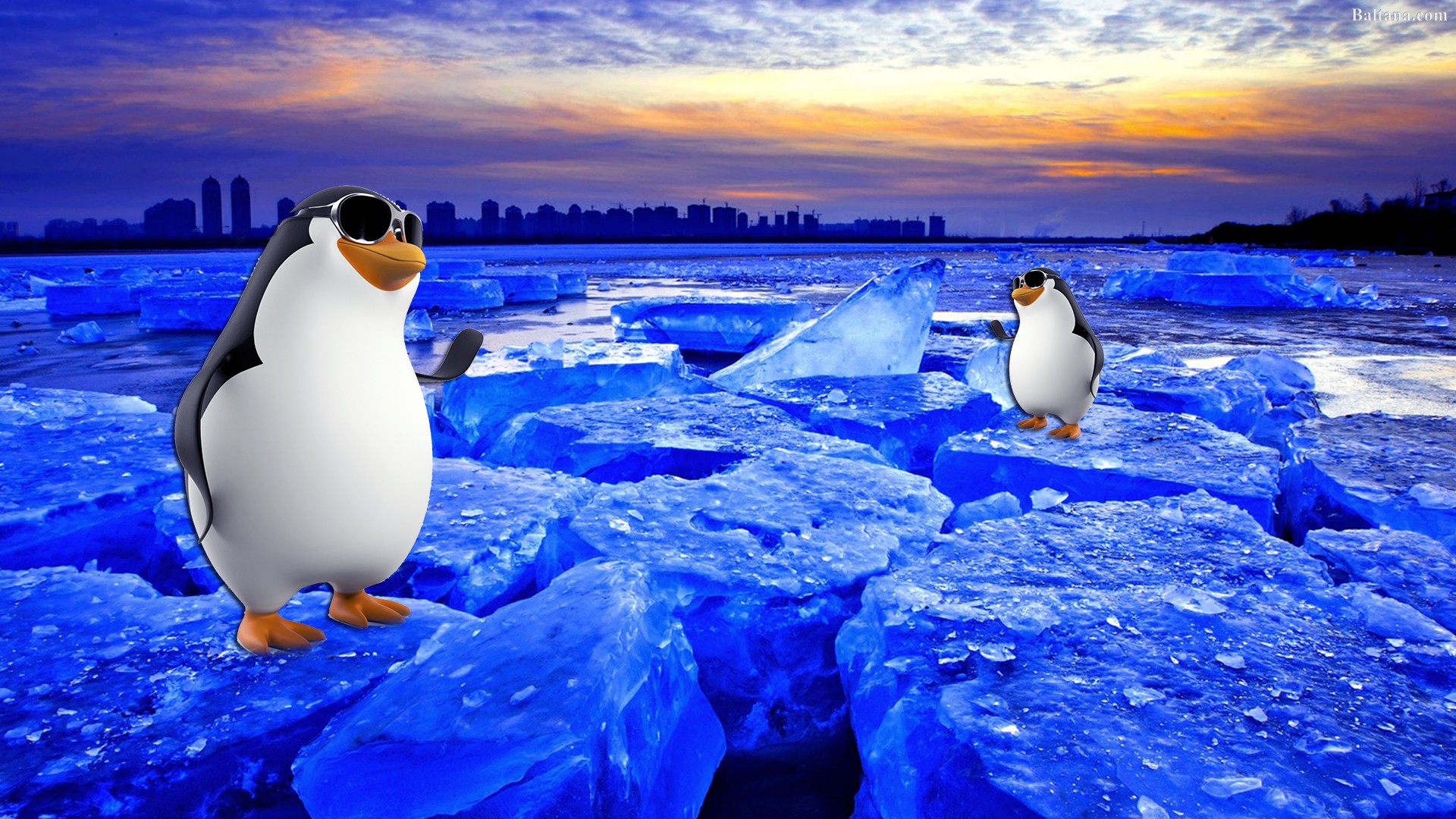 Penguin Background HD Photos All White