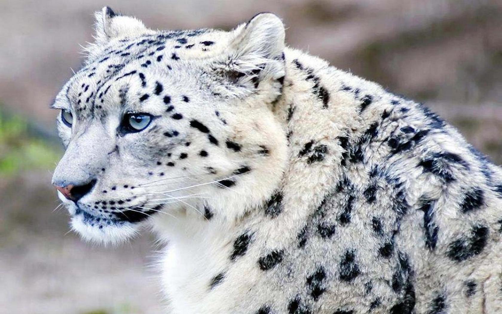  Snow Leopard Windows 8 and 10 themes and backgrounds Wallpapers 1680x1050