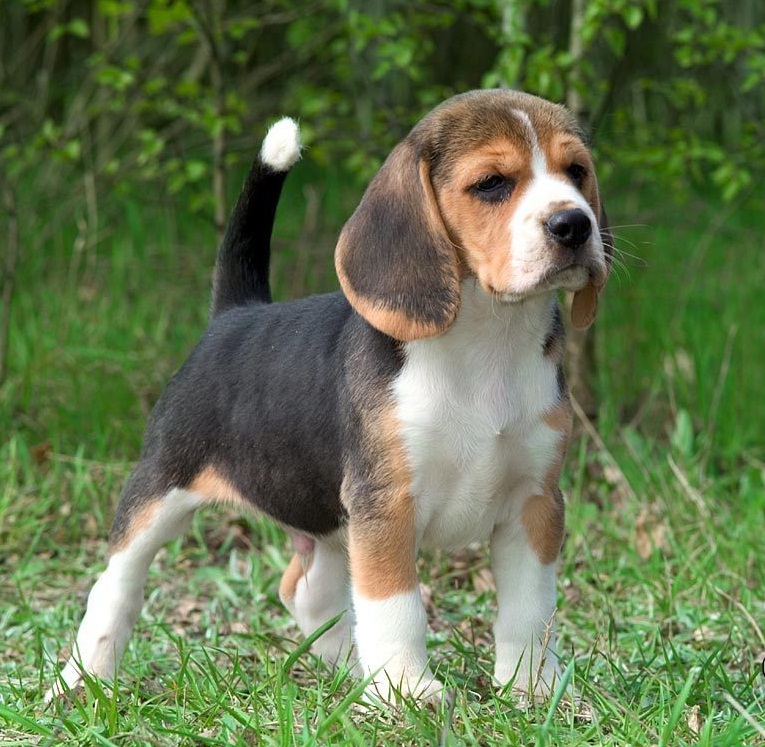 Beagle Puppy Pictures
