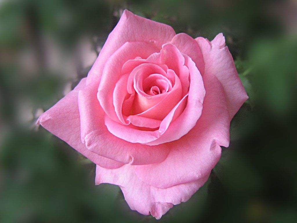 Pink Rose Wallpaper