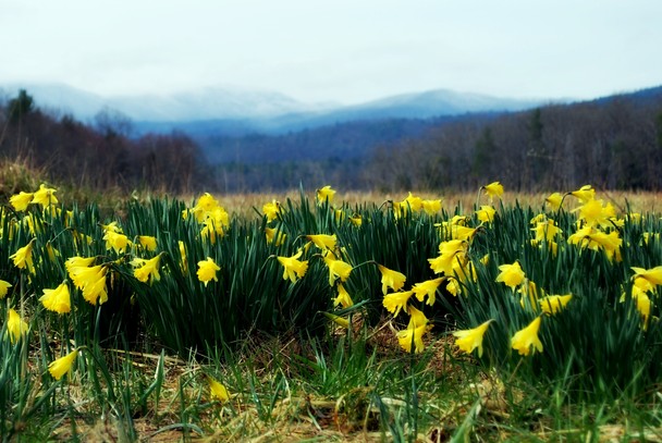 In Cades Cove Tennessee Spring Location