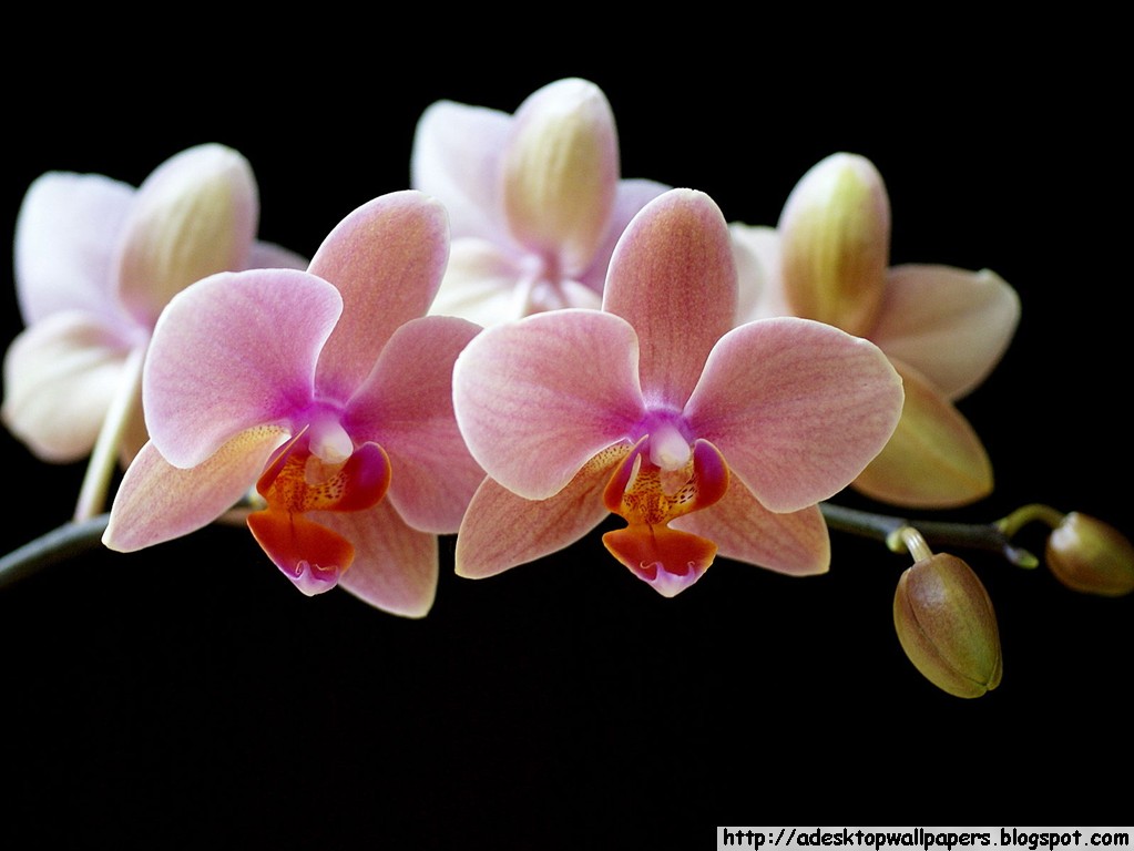 Orchid Flower Desktop Wallpaper Pc