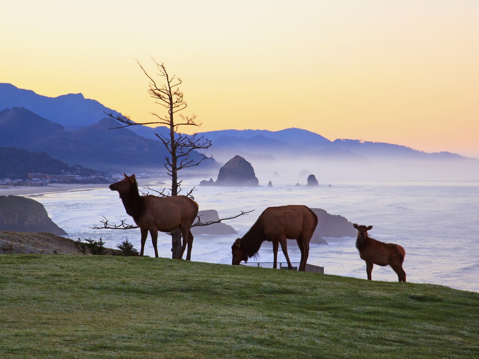 Elk Wallpaper