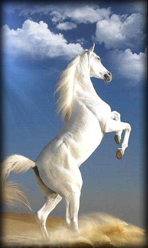 White Horse Wallpaper Hd Download