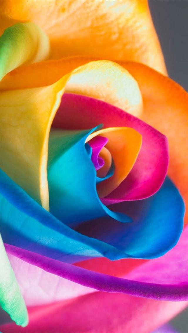 Colorful Rose iPhone Wallpaper S