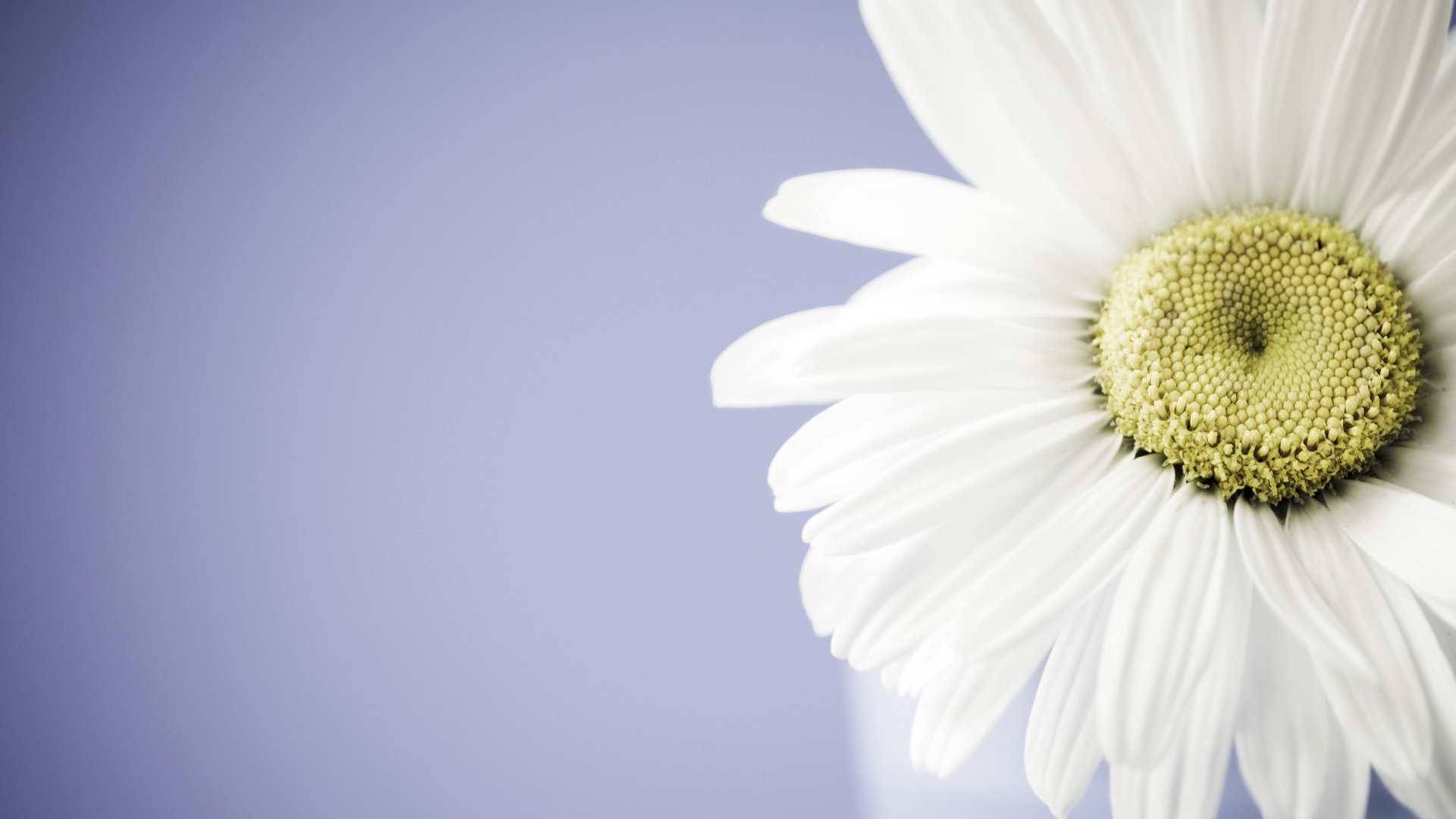 Daisy Background Wallpaper