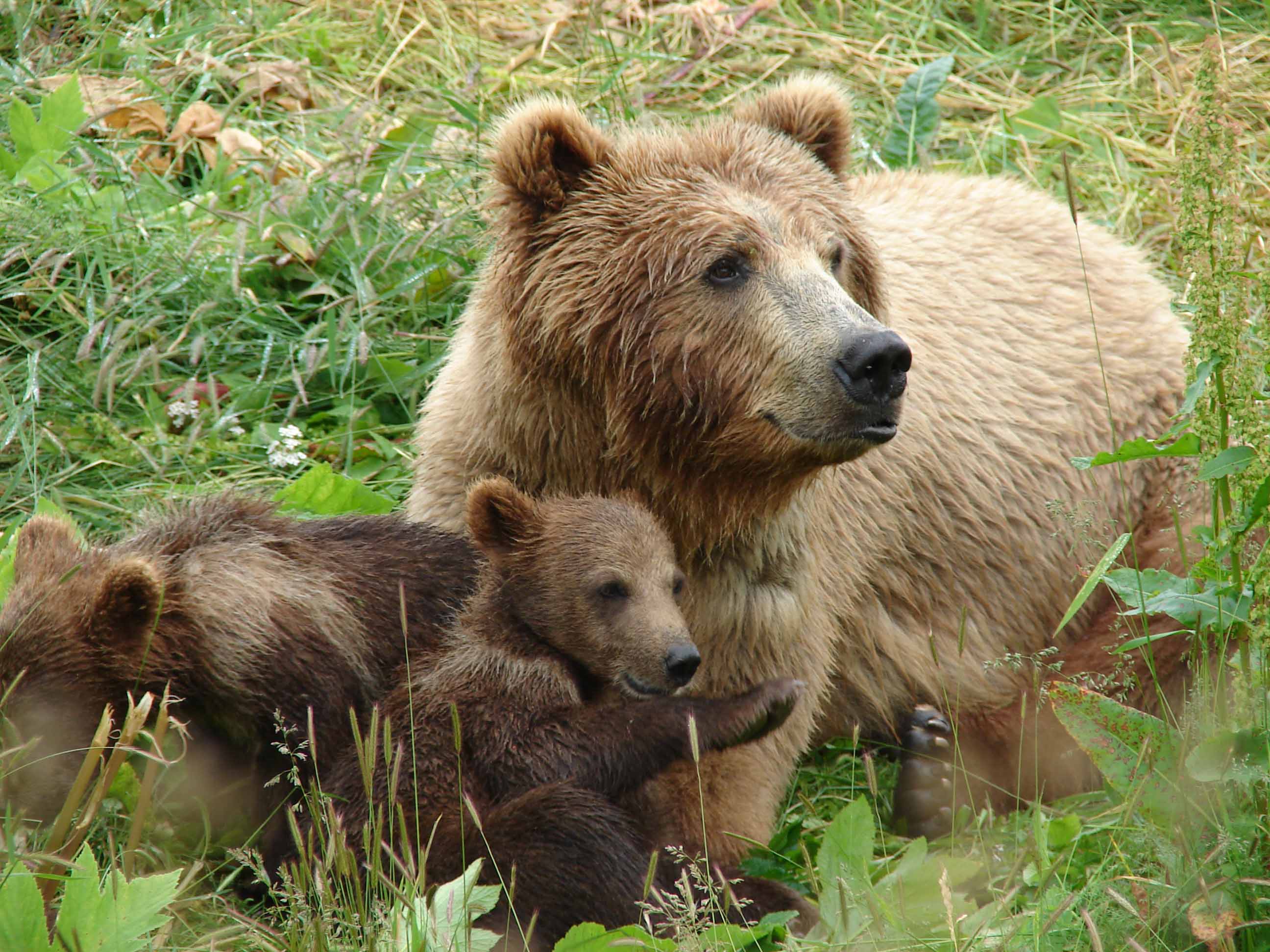Bear Cub Triplets Desktop Wallpaper Bears Cubs Mama