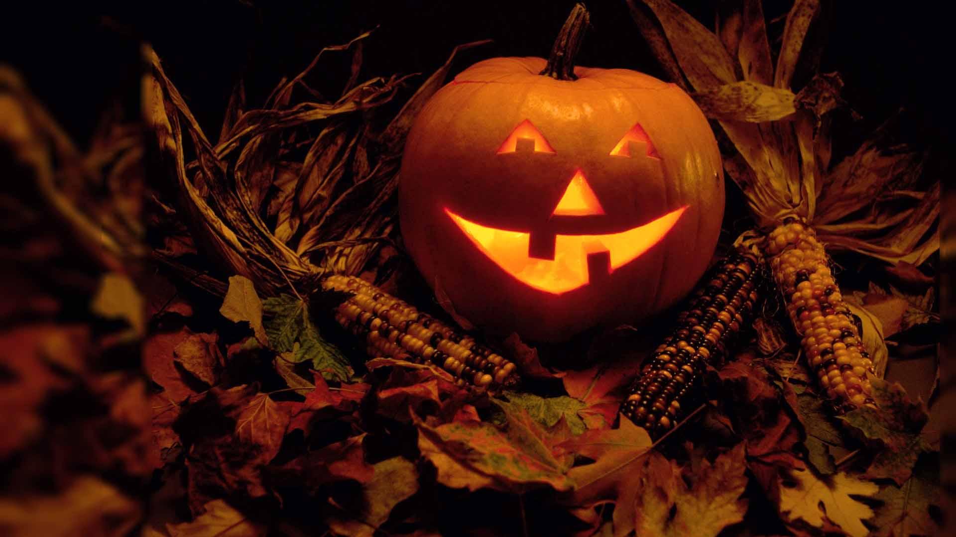 Funny Halloween pumpkin and corn   HD wallpaper