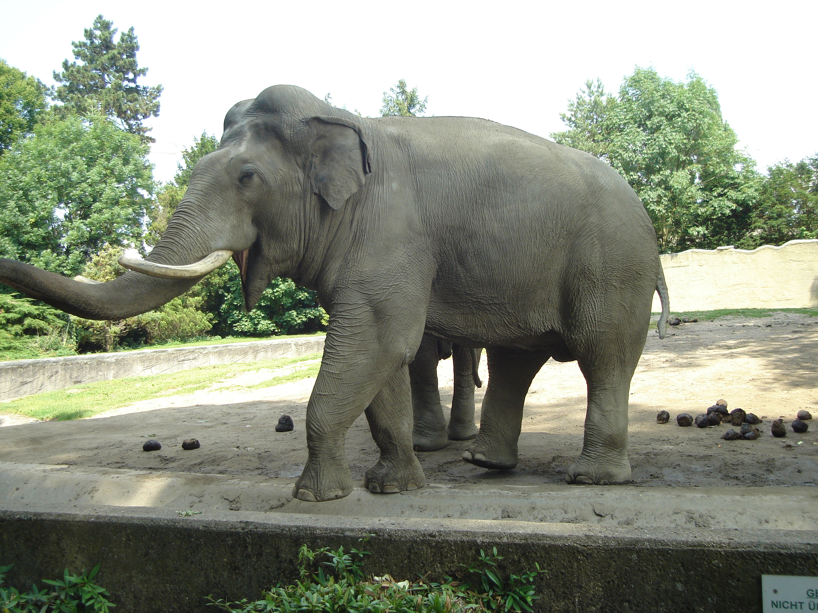 Indian Elephant Wallpaper Elephan