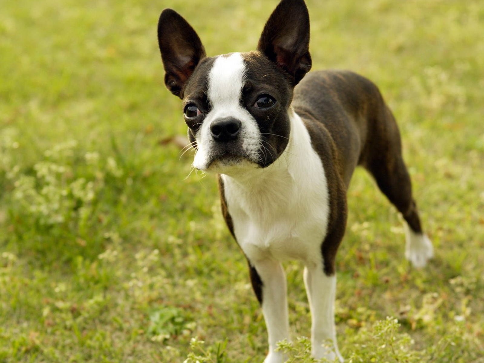 Boston Terrier Wallpaper And Image