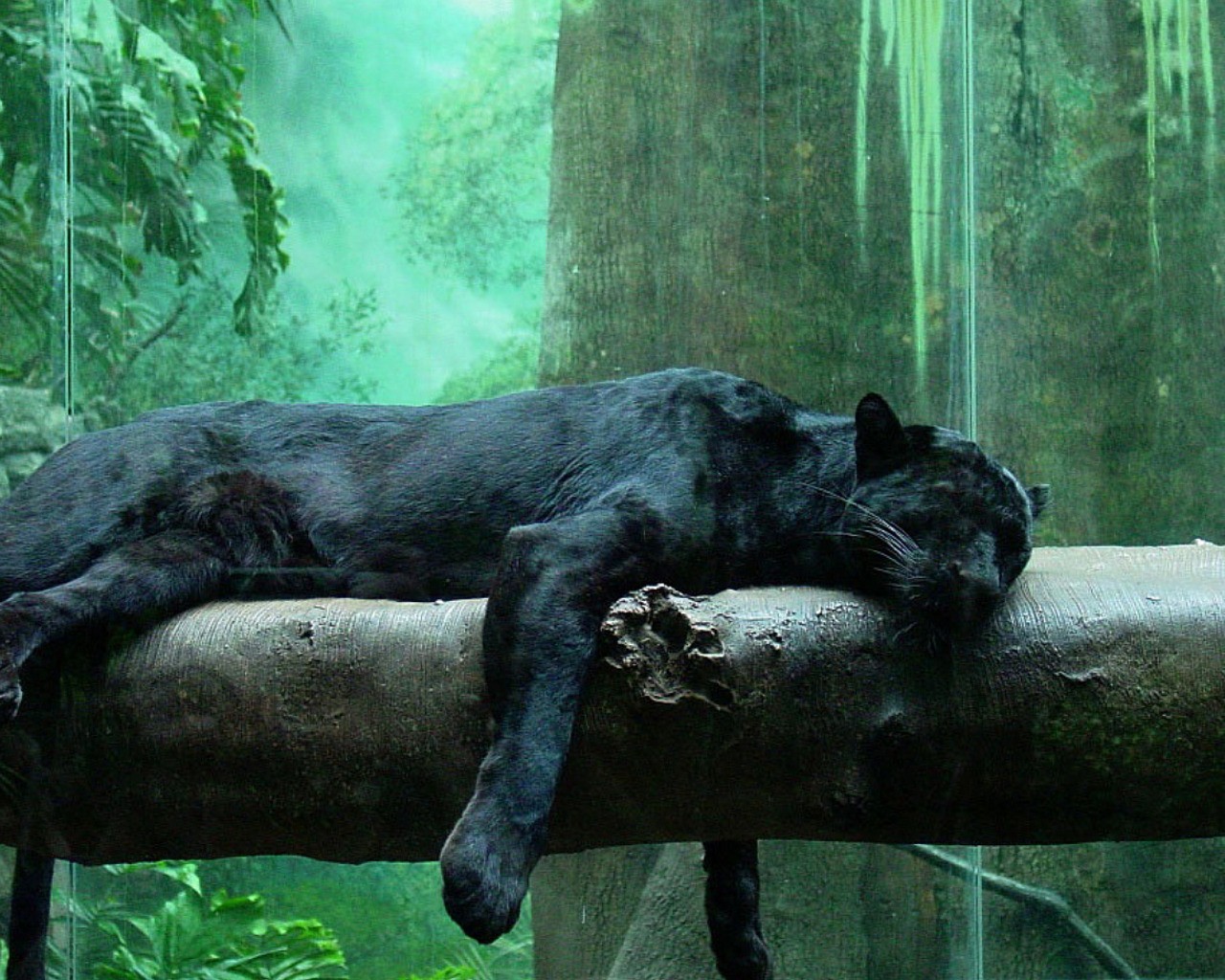 wallpaper Jungle Animals Panthers Black Panther Fresh Hd Wallpaper