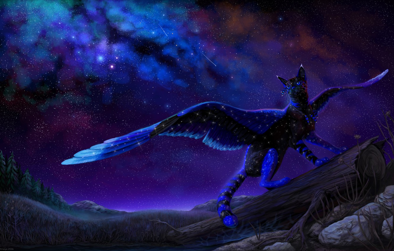 Wallpaper The Sky Night Nature Fantasy Winged Cat By